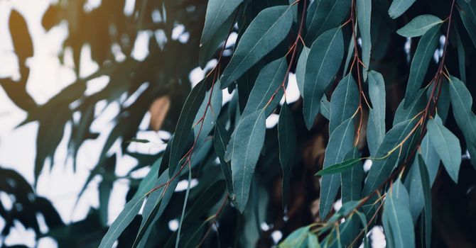 Is Aging a Modifiable Disease?