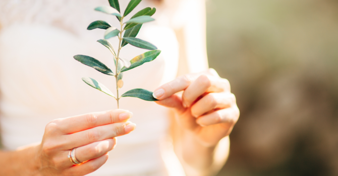 Resveratrol and The Science of Aging image